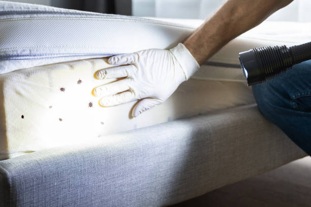 Best Flea Control Services  in White Oak, OH