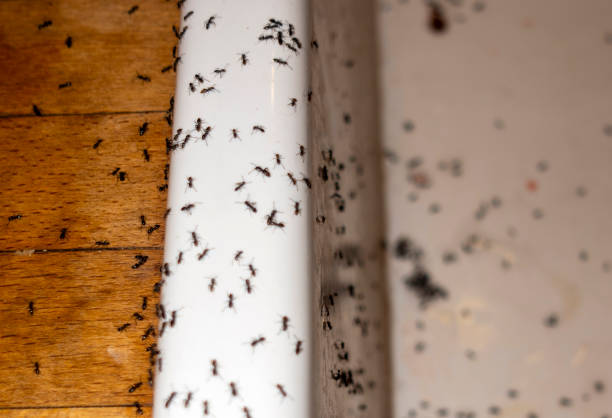 Best Flea Control Services  in White Oak, OH